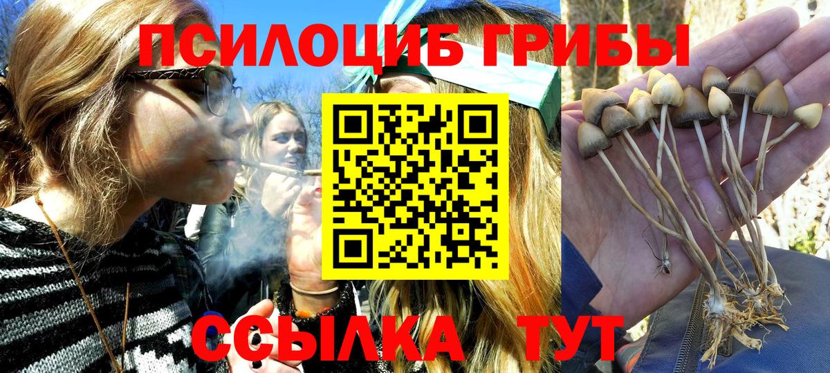 Галлюциногенные грибы прущие грибы  что такое   Сафоново  Вход с VPN 
